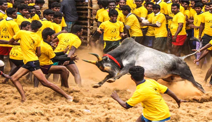 Image result for Jallikattu issue taken up to Constitution Bench