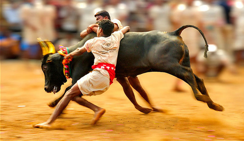 SC bans the traditional Jallikattu and Bull Fights [Read the Judgment]