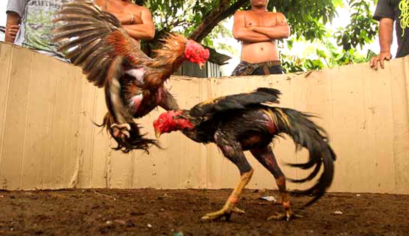 Ban Cock fights, Madras HC
