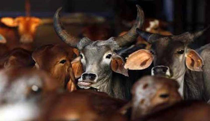 Centre Bans Sale Of Cows For Slaughter At Animal Markets, Restrict Cattle Trade [Read Notification]
