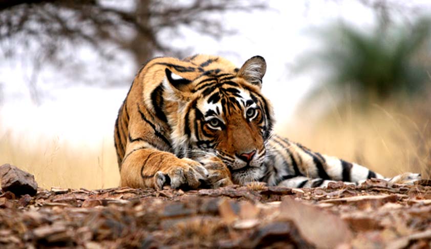 SC Issues Notices to Centre, Wildlife Bodies On Plea Seeking Relocation Of People Living In & Around Tiger Reserves [Read Petition]