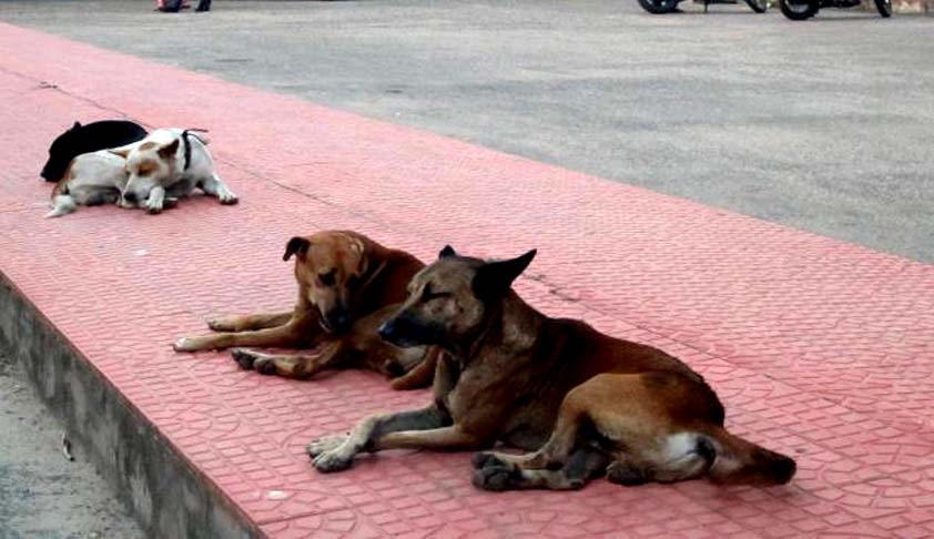 Human Rights v. Animal Rights; Writ Petition filed in Kerala High Court to  control stray dogs