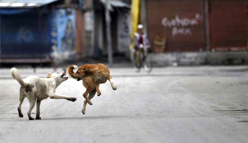 Killing Of Stray Dogs: SC Issues Notice On Contempt Plea [Read Petition]