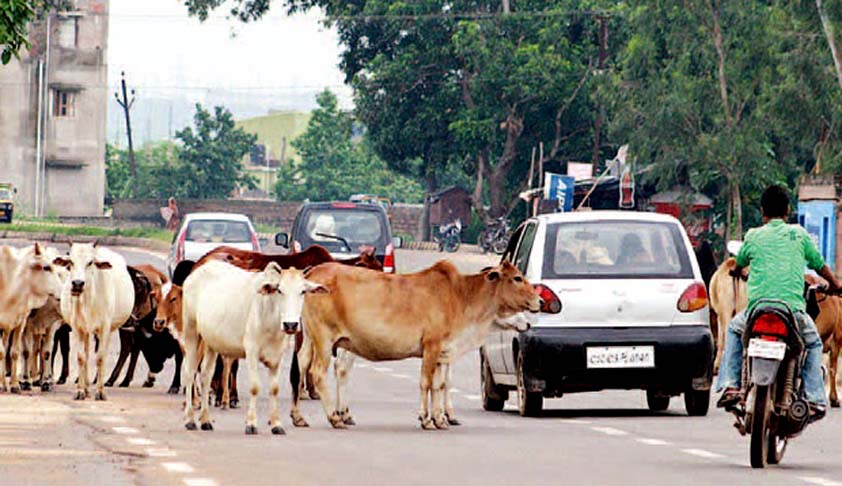 Cattle owners who leave their Cattle on roads can also be Prosecuted : Allahabad HC [Read Judgment]