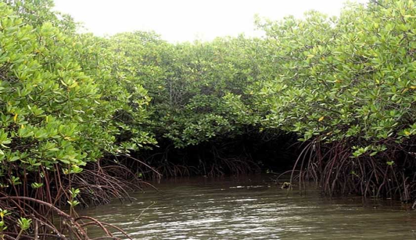 Save Mangroves: Bombay HC Directs Thane Civic Body To Create Public Awareness [Read Order]