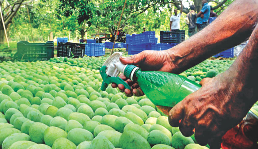 What Are We Eating? PIL In Bombay HC Seeks Policy To Prohibit Use Of Pesticides, Chemicals In Fruits, Vegetables [Read Petition]