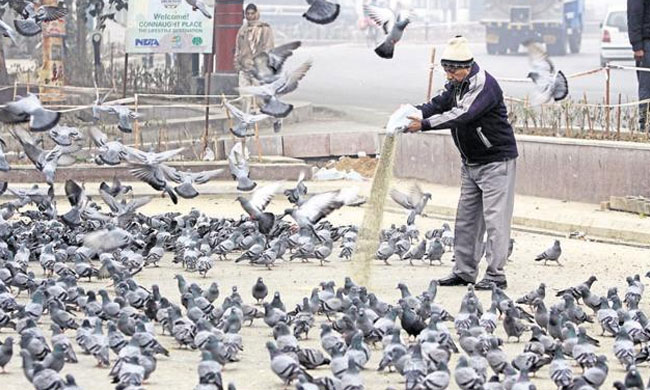 Bird Feeding In Public-A Law Urgently Required !