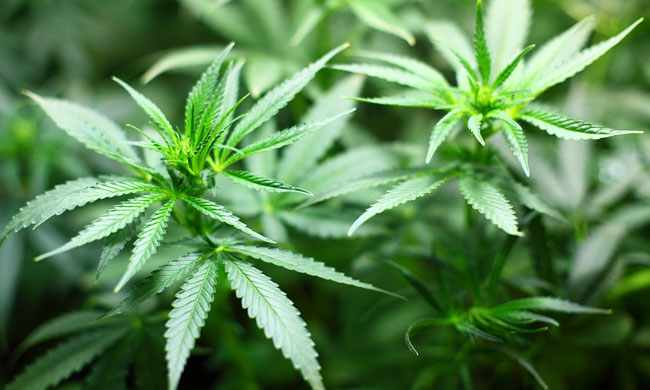 Seizure Of Alleged Commercial Quantity Of Cannabis: Bombay High Court Grants Bail To Accused Over Doubts In Chemical Analysis Report