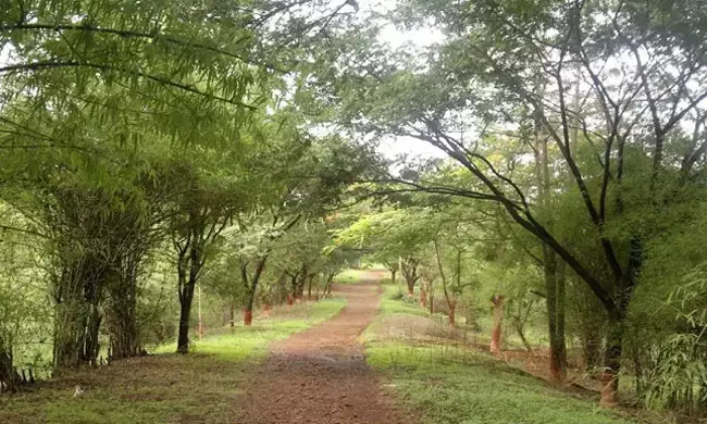 Move To Remove 2646 Trees From Aarey Forest: Bombay HC Directs MCGM And MMRCL To File Reply [Read Petition]