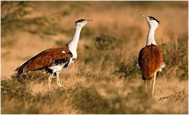 NGT Hears Plea Seeking Protection Of The Endangered Great Indian Bustard