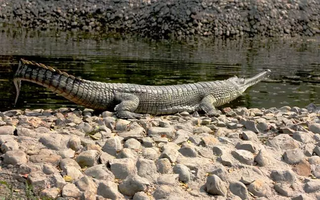 NGT Directs MP Govt. To Execute Measures For Conservation Of Son Gharial Sanctuary, Check Illegal Mining Activity