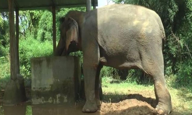 SC Dismisses Mahouts Habeas Corpus Plea For Release Of Elephant Lakshmi As Withdrawn