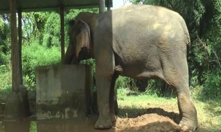 Mahout Files Habeas Plea In SC For Release Of Elephant From Detention [Read Petition]