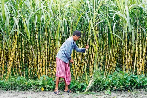 State & Centre Have Concurrent Power To Fix Sugarcane Prices; No Conflict If States Price Is Higher Than Centres Minimum Price : SC [Read Judgment]