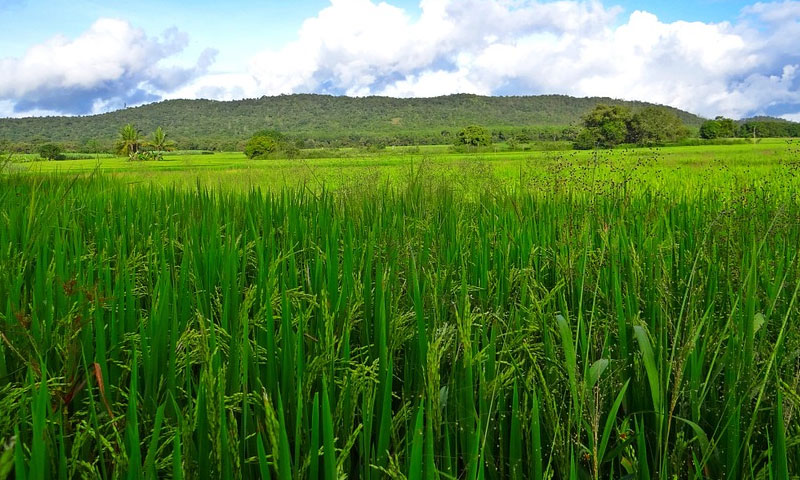 Kerala High Court Quashes State Circular Restricting Fee Exemption On Converted Paddy Land