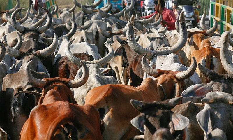 Cow Should Be Declared National Animal; Cow Protection Be Made Fundamental Right Of Hindus : Allahabad High Court