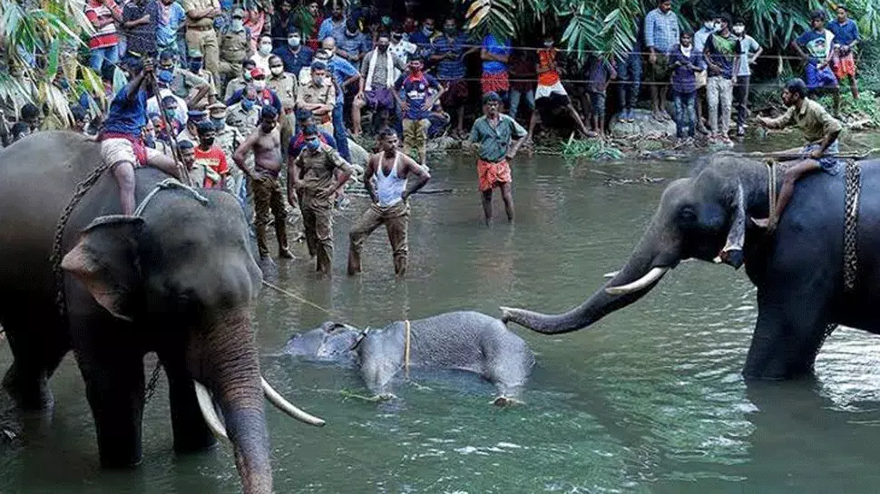 Elephant Death In Kerala: PIL In SC Seeks CBI Or SIT Probe