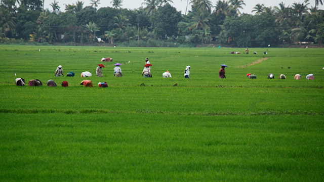 No Absolute Bar On Permitting Residential Use Of Paddy Land Even If Property Was Purchased After The Commencement Of Act : Kerala HC