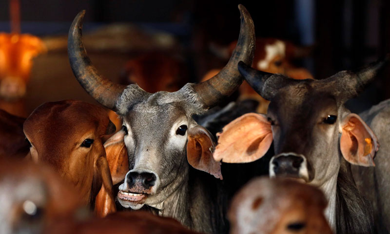 Strictly Follow The Directions To Ensure That There is No Unauthorized And Uncontrolled Slaughtering Of Cattle Including Cows: Calcutta HC Directs Municipal Corporation