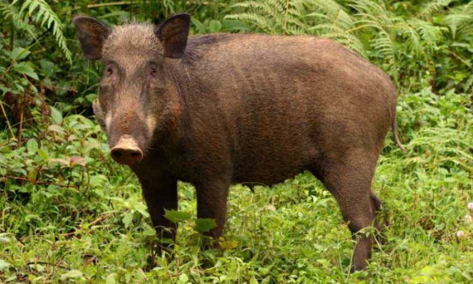 Farmers Move Kerala High Court Seeking To Declare Wild Boar As 'Vermin'  Under Wildlife Protection Act