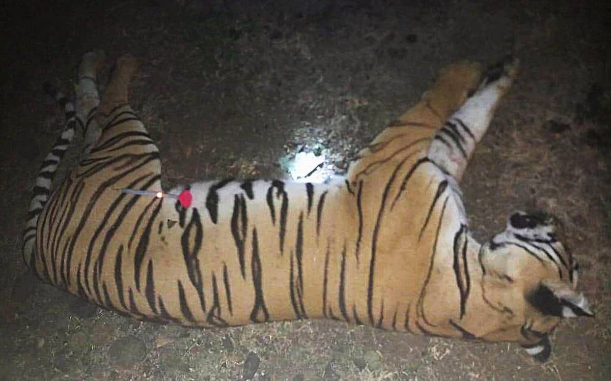 Killing Of Tigress Avni :Supreme Court Issues Contempt Notice To Maharashtra Officials For Rewarding Shooters