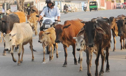 No Slaughter Of Cows, Buffaloes Without Certification; Only Elderly Or Permanently Incapacitated Animals Eligible: WB Govt