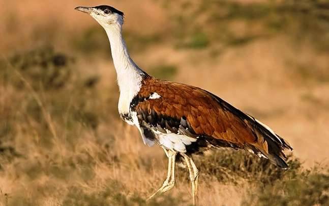 Protection Of Great Indian Bustard: Supreme Court Seeks Status Report From Expert Committee On Undergrounding Power Lines