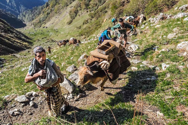 Van Gujjars Forced To Survive In Conditions Below Animal Existence: Uttarakhand HC Directs Govt To Provide Them Food, House, Medicines Etc