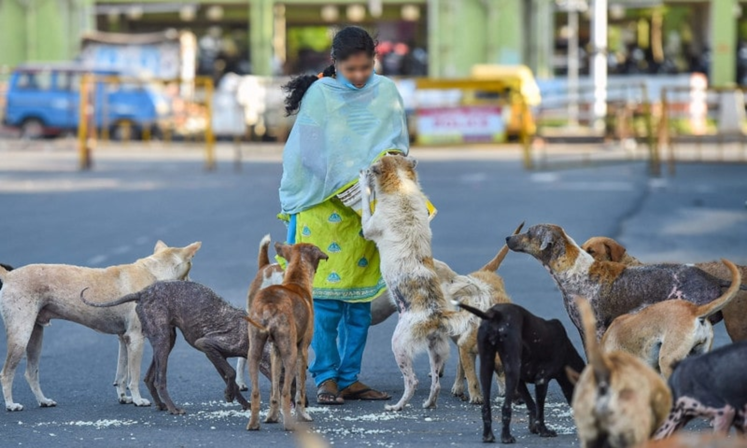 Provide General Treatment, Vaccination To Stray Animals: Madras High Court