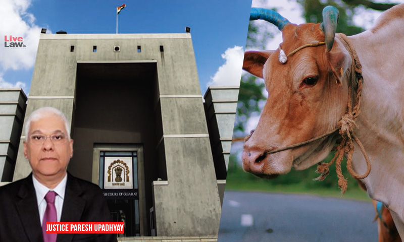 Whether You Take Care Of Citizens Like You Care For Cows?: Gujarat High Court Seeks DMs Reply