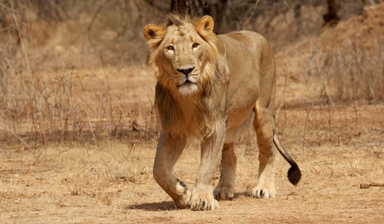 Asiatic Lions Are Not Only Gujarats But Asias Pride, Measures Expected From Govt. To Protect Wild Cat: Gujarat High Court
