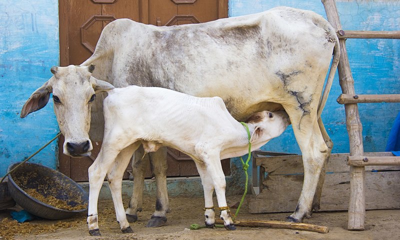 Auction Of Milch Cows With Calves Wont Amount To Abandoning/Cruelty Against Animals: Orissa High Court