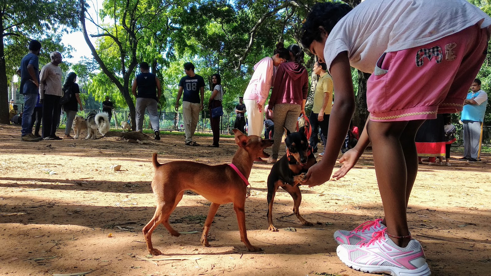 Allowing Dogs Inside Cubbon Park Affects Morning Walkers; People Dont Chain Them! : Karnataka High Court Expresses Concerns