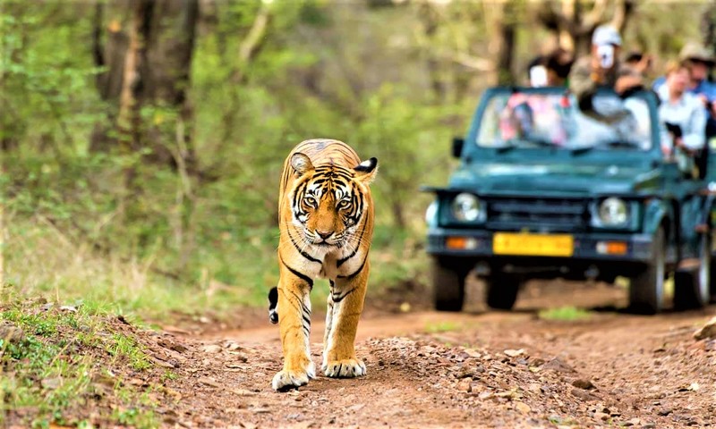 Rajasthan HC Refuses To Give Directions In Plea Seeking Protection &  Maintenance Of Wildlife To Control Man-Animal Conflict In Kumbhalgarh &  Todgarh Wildlife Sanctuaries