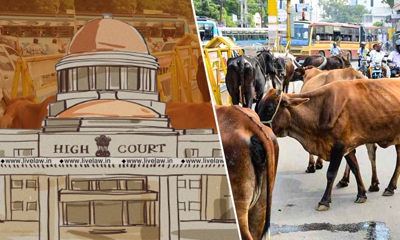 Arrangement/Safety For Stray Cattle In Rural Areas: Allahabad HC Appoints Amicus Curiae, Seeks UP Govts Reply