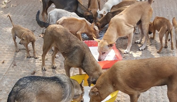 Supreme Court Stays Delhi High Court Order Laying Down Guidelines To Feed Street Dogs