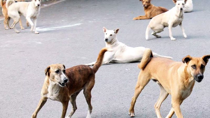 Kerala Stray Dog Issue : Animal Rights Group Approaches Supreme Court  Opposing Culling Of Dogs, Gives Alternate Proposals