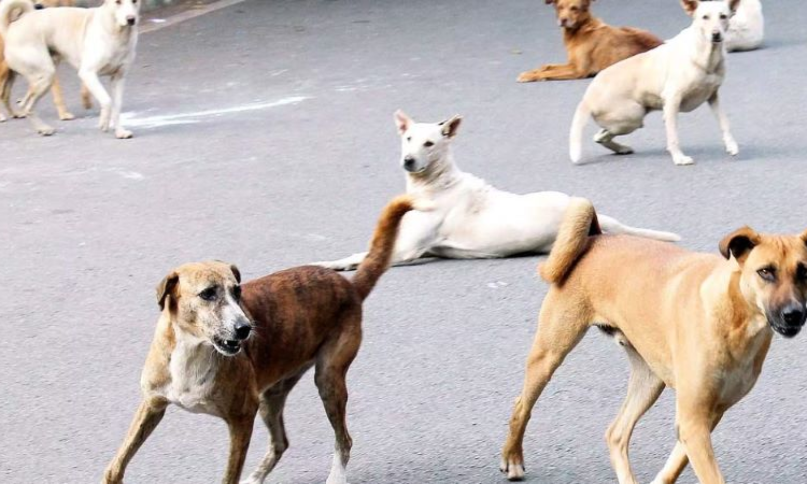 In Gurugram A Man Arrested For Thrashing Street Dogs.