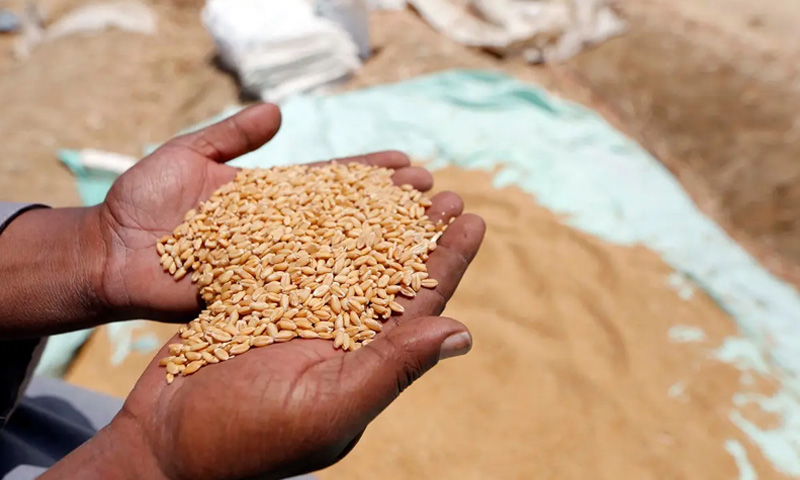 Government  Notifies Relaxation In Wheat Export Notification