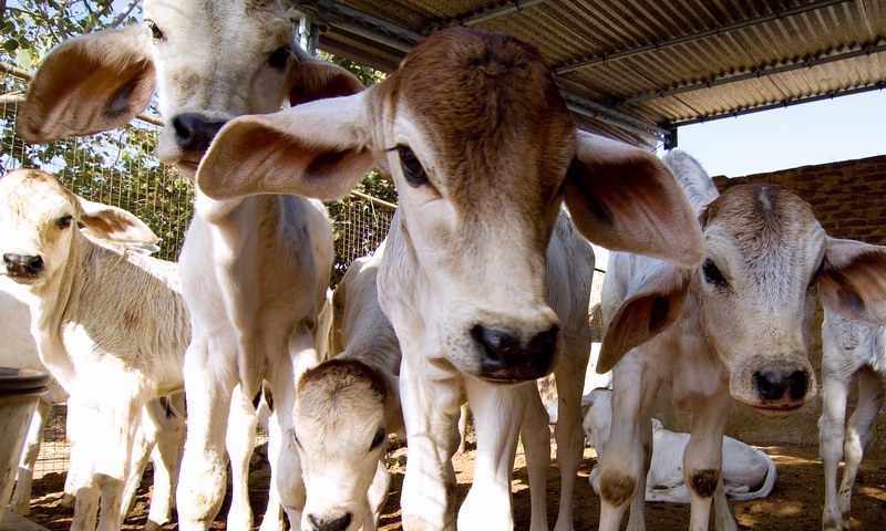 Allahabad High Court, Deposit, 25,000 rupees, UP Gosewa Ayog, Lucknow, Imposes Bail Condition, Uttar Pradesh Prevention Of Cow Slaughter Act, 1955,  Justice Saurabh Lavania, meat, beef, fsl report,