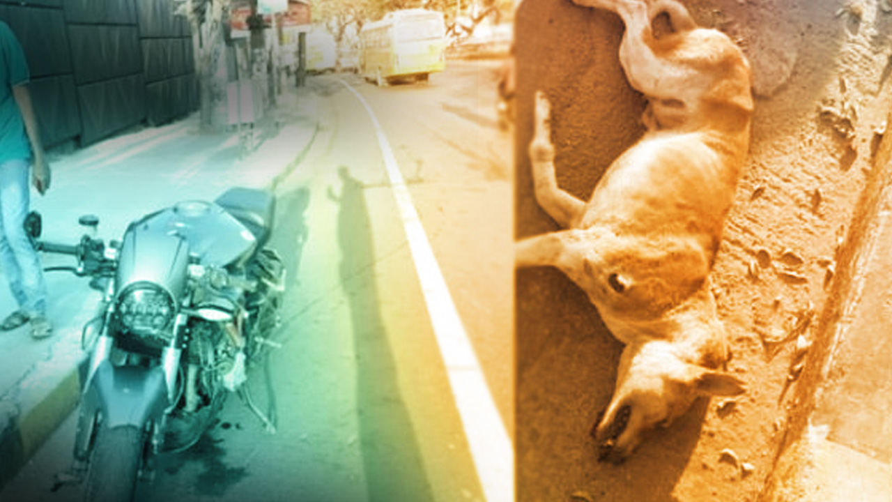 Road Accidents Involving Injury To Animals Do Not Attract 'Rash Driving'  Offences U/S 279 IPC,  & 187 MV Act: Karnataka High Court