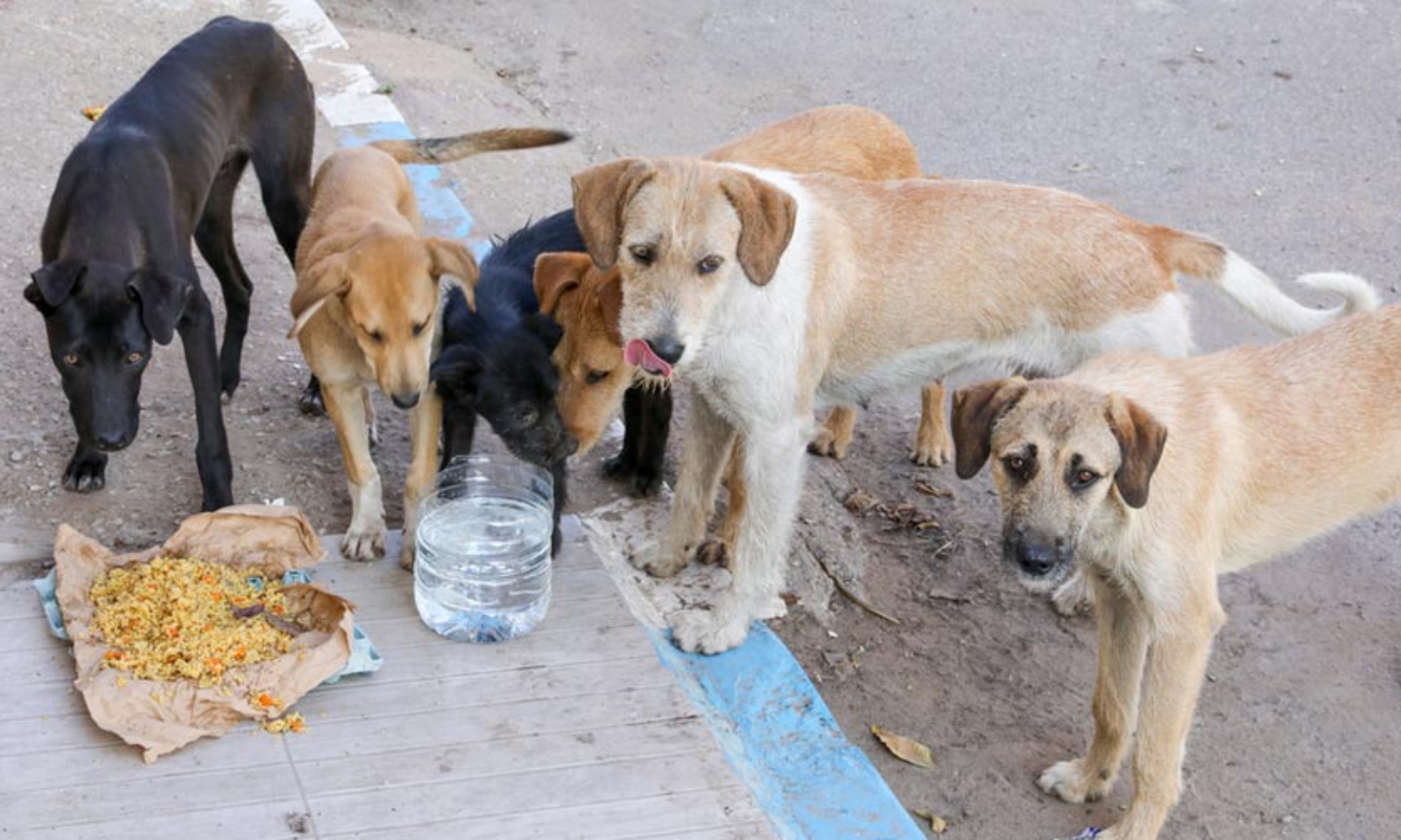 Supreme Court Stays Bombay HC Observation That People Who Feed Street Dogs  Must Adopt Them