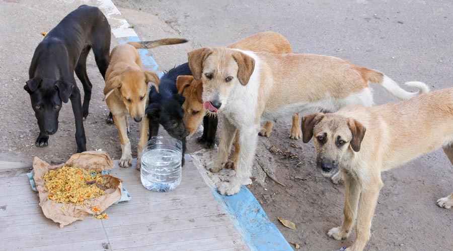 Supreme Court Stays Bombay HC Observation That People Who Feed Street Dogs Must Adopt Them; Asks Dog Feeders Not To Create Public Nuisance
