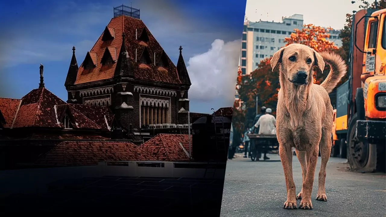 Children For Its Owner, But Dogs Aren't Human Beings - Bombay High Court  Quashes Case Against Food Delivery Man