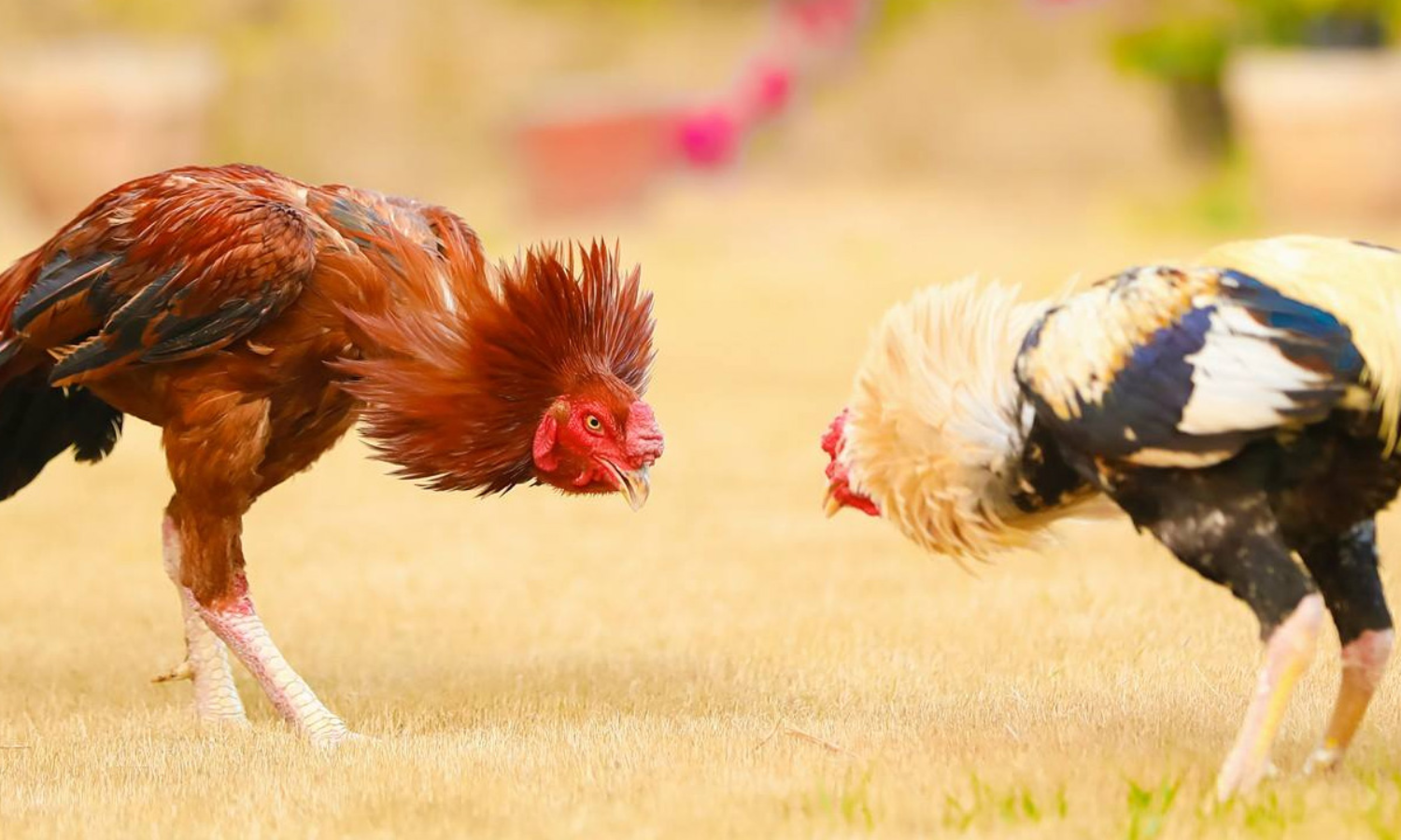Cockfighting: Madras High Court Issues Directions To Ensure Safety Of Birds  During Pongal Celebrations At Tiruvallur Event