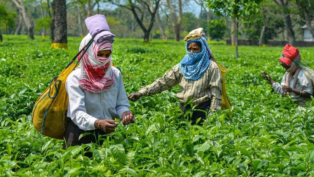 Supreme Court Orders Payment Of Rs. 650 Crores To Workers Of 25 Tea Gardens In Assam