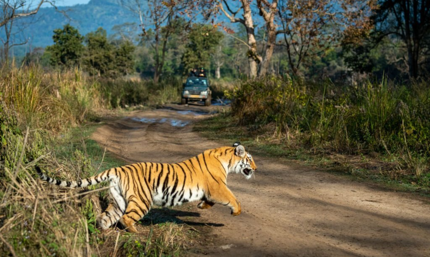 Supreme Court Disapproves Zoos Inside Tiger Reserves, Stops Constructions  Within National Parks, Wildlife Sanctuaries