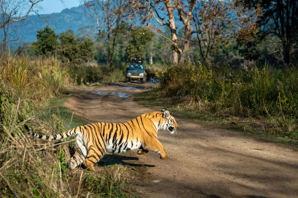 Supreme Court Disapproves Of Building Zoos Inside Tiger Reserves; Stops Constructions Within Core Areas Of National Parks, Wildlife Sanctuaries
