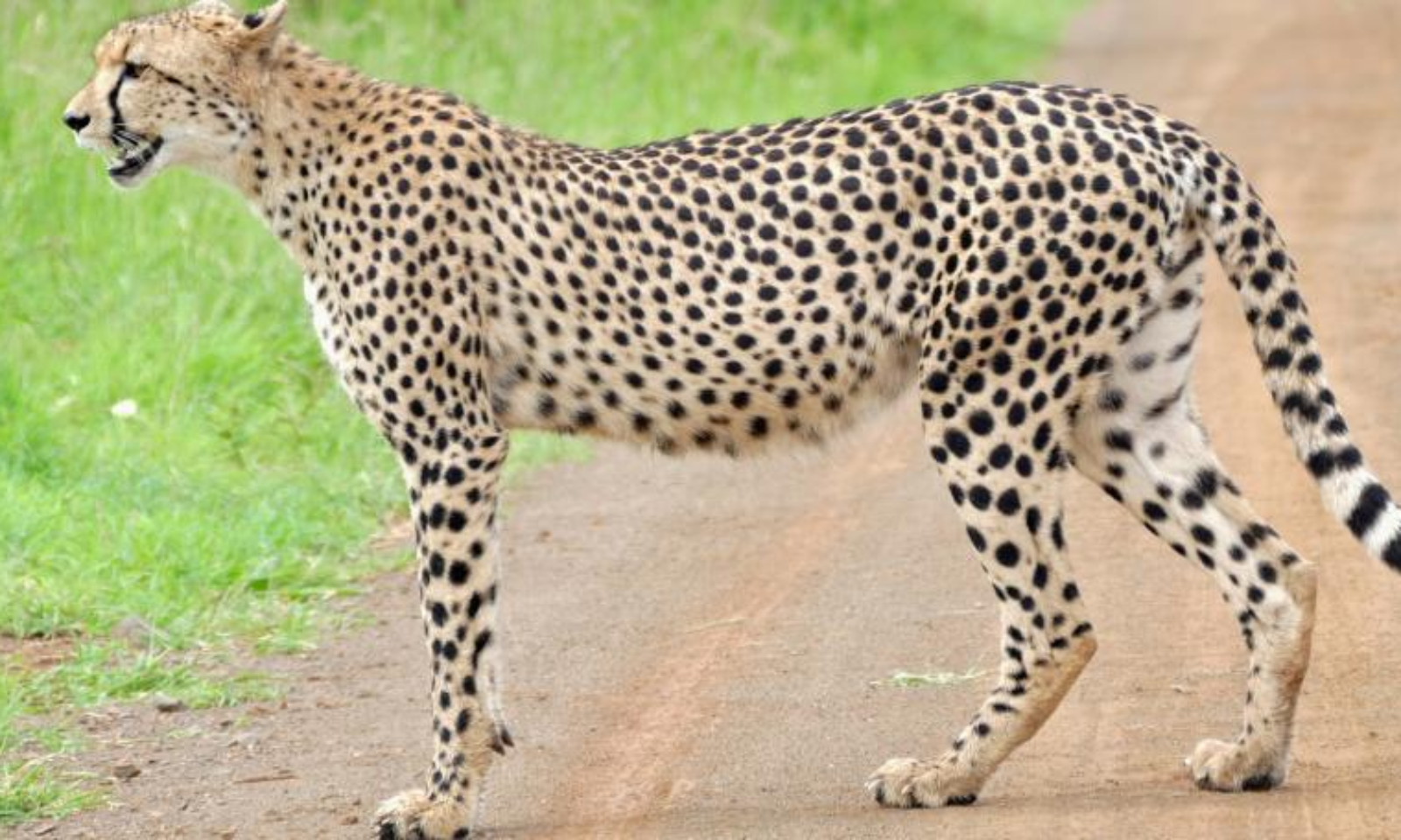 Supreme Court Asks Why Should It Supervise Cheetah Introduction ...