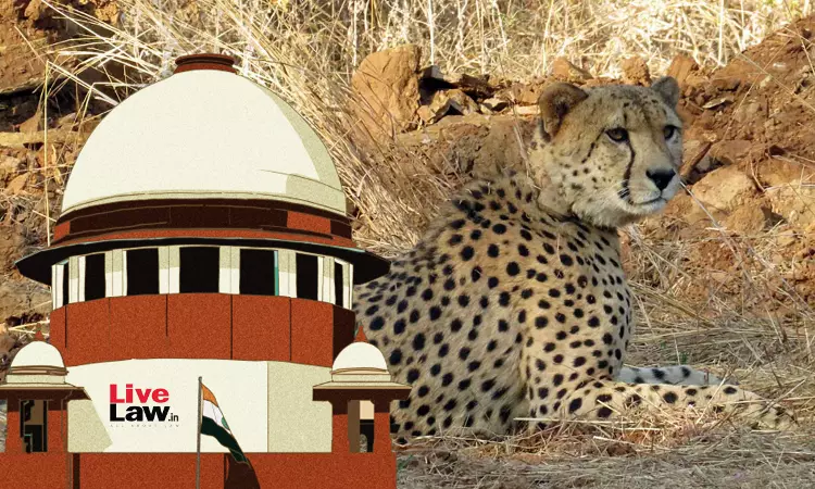 Kuno Cheetah Deaths Supreme Court Requests Centre To Take Into  Consideration Suggestions Of Expert Committee In 'Right Earnest